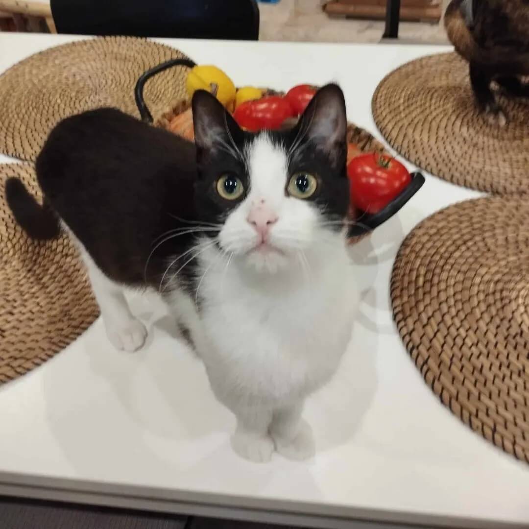 Sammy, schwarz/weisse Katze adoptieren