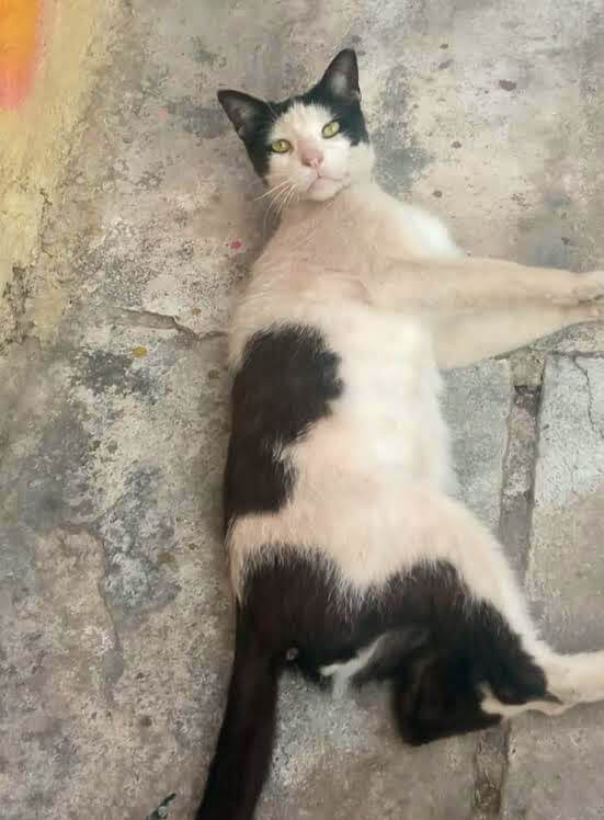 Katze adoptieren von der Strasse