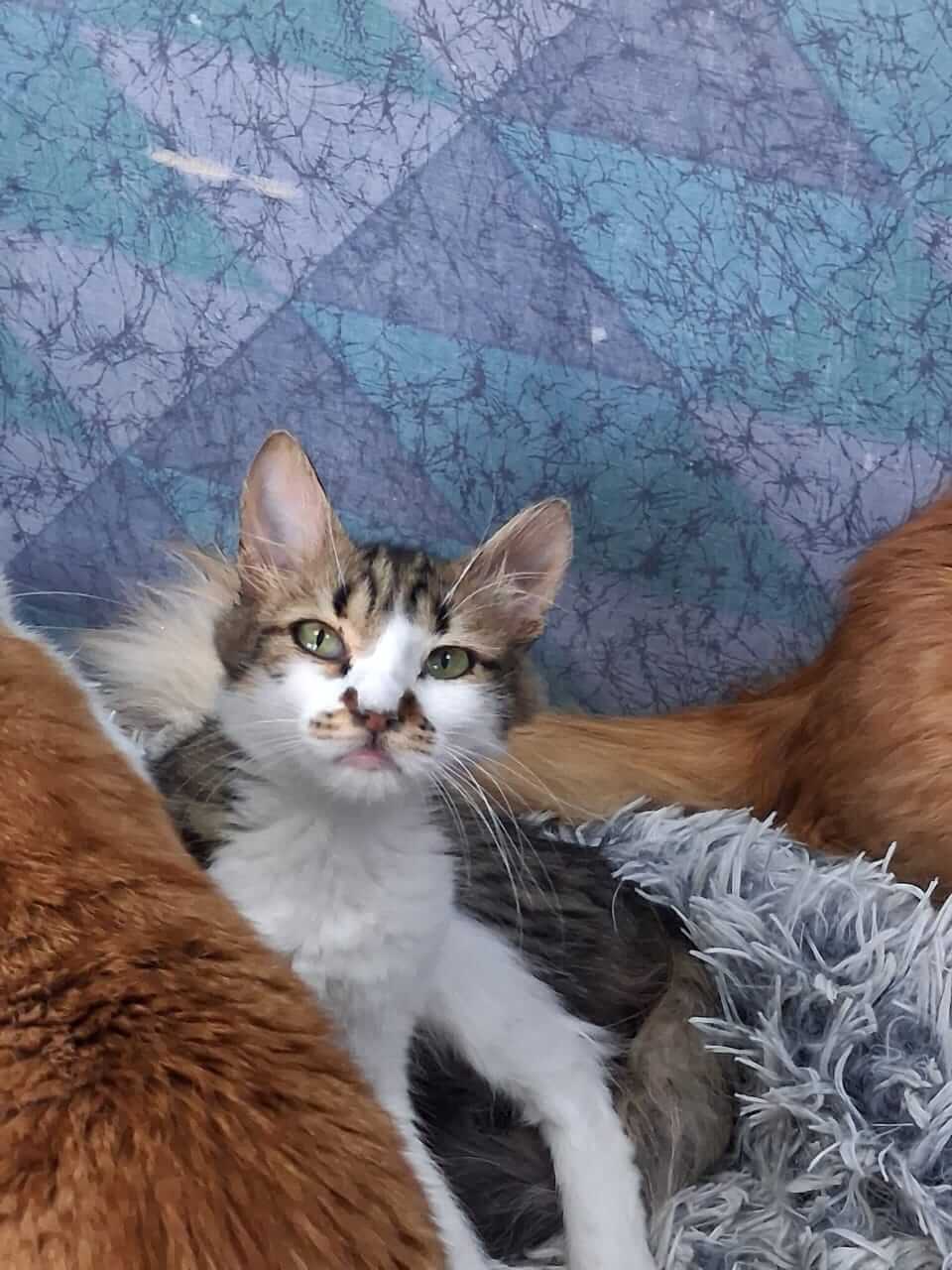 Adoptiere eine Katze aus Athen -Unwiderstehlicher Frechdachs