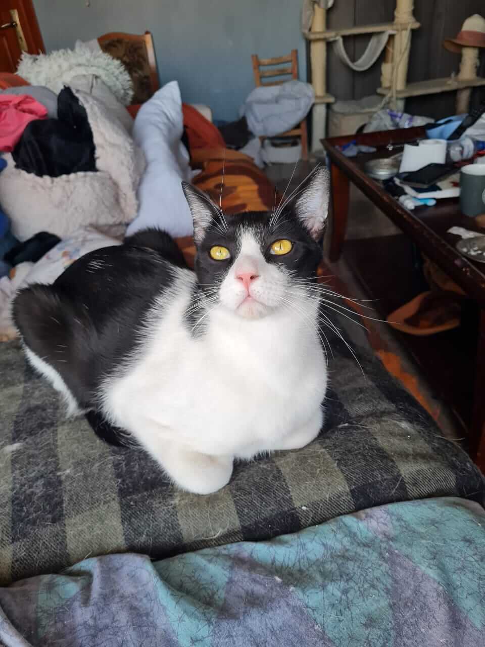 Katze adoptieren aus Athen