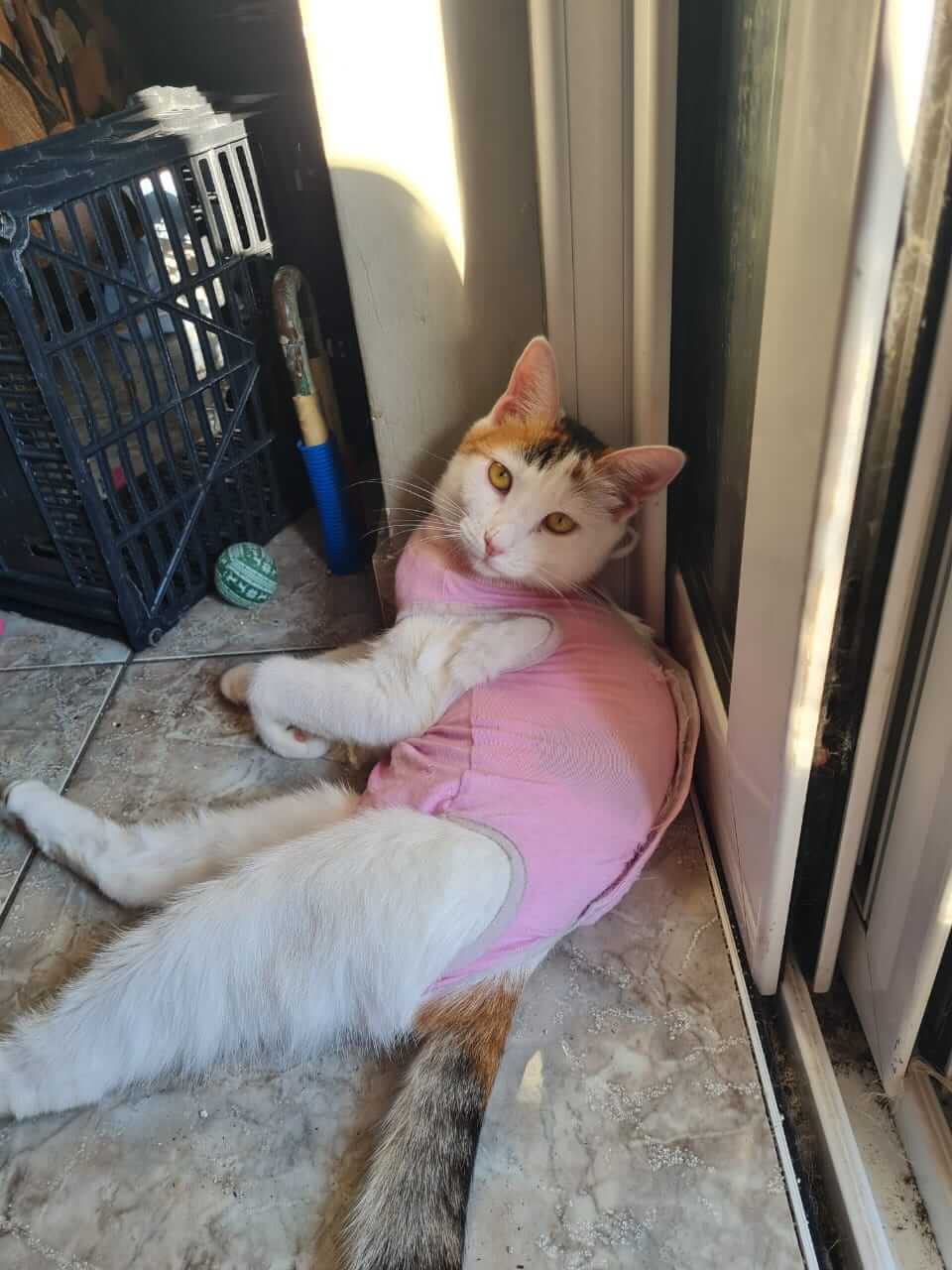 Süße Katze sucht für immer Zuhause