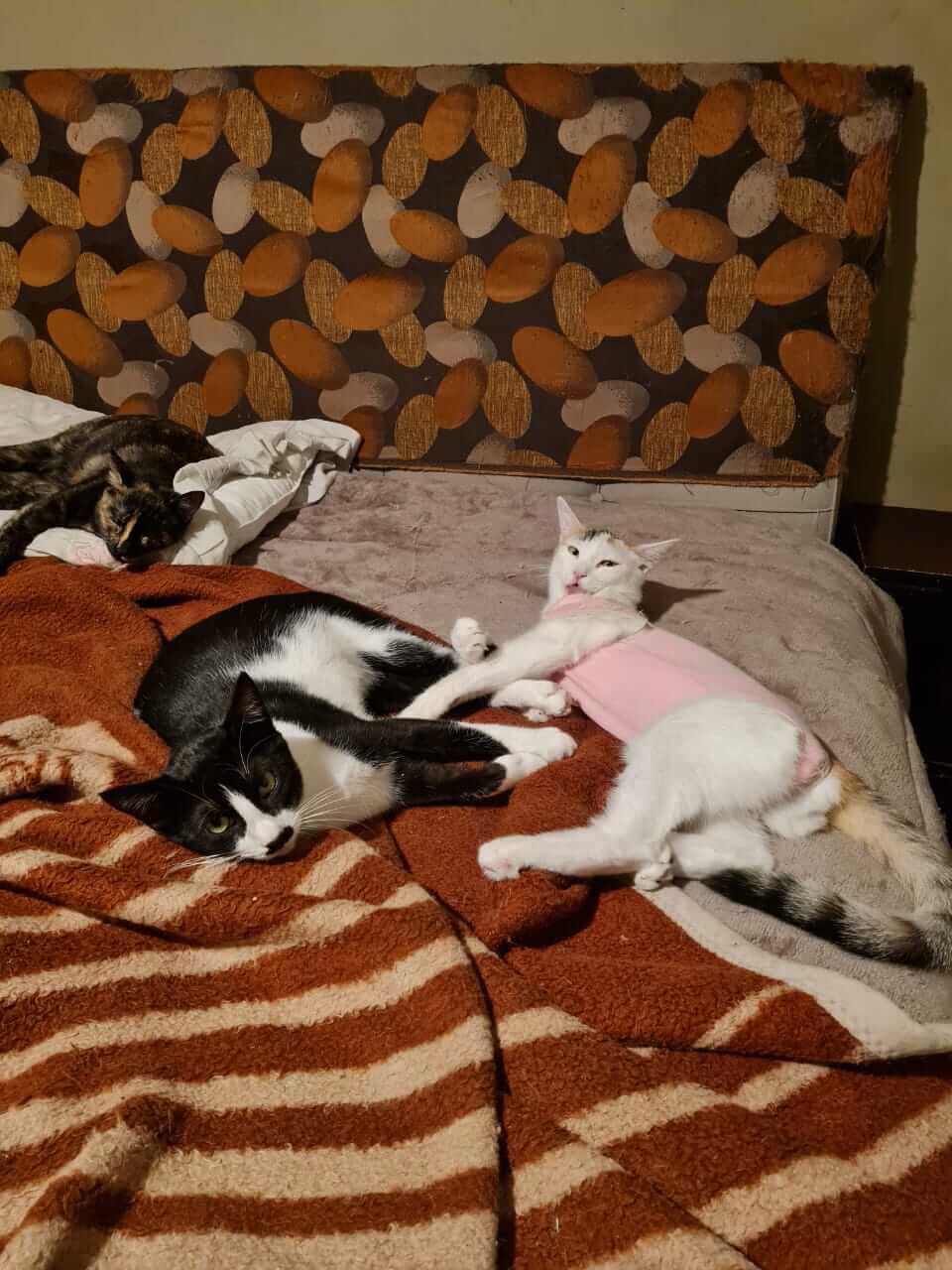 Zwei Katzen aus Athen adoptieren