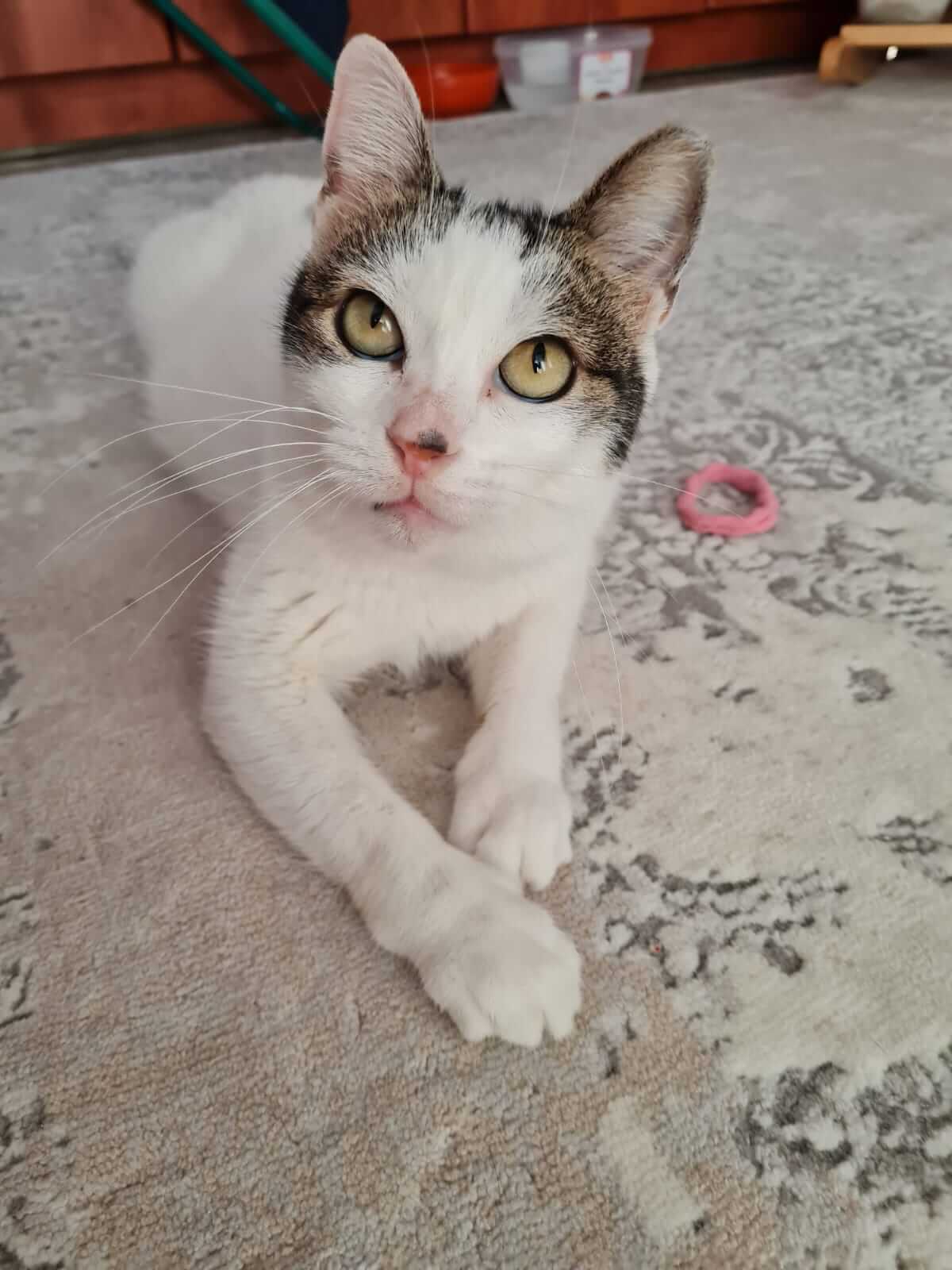 Liebe Katze adoptieren aus Athen