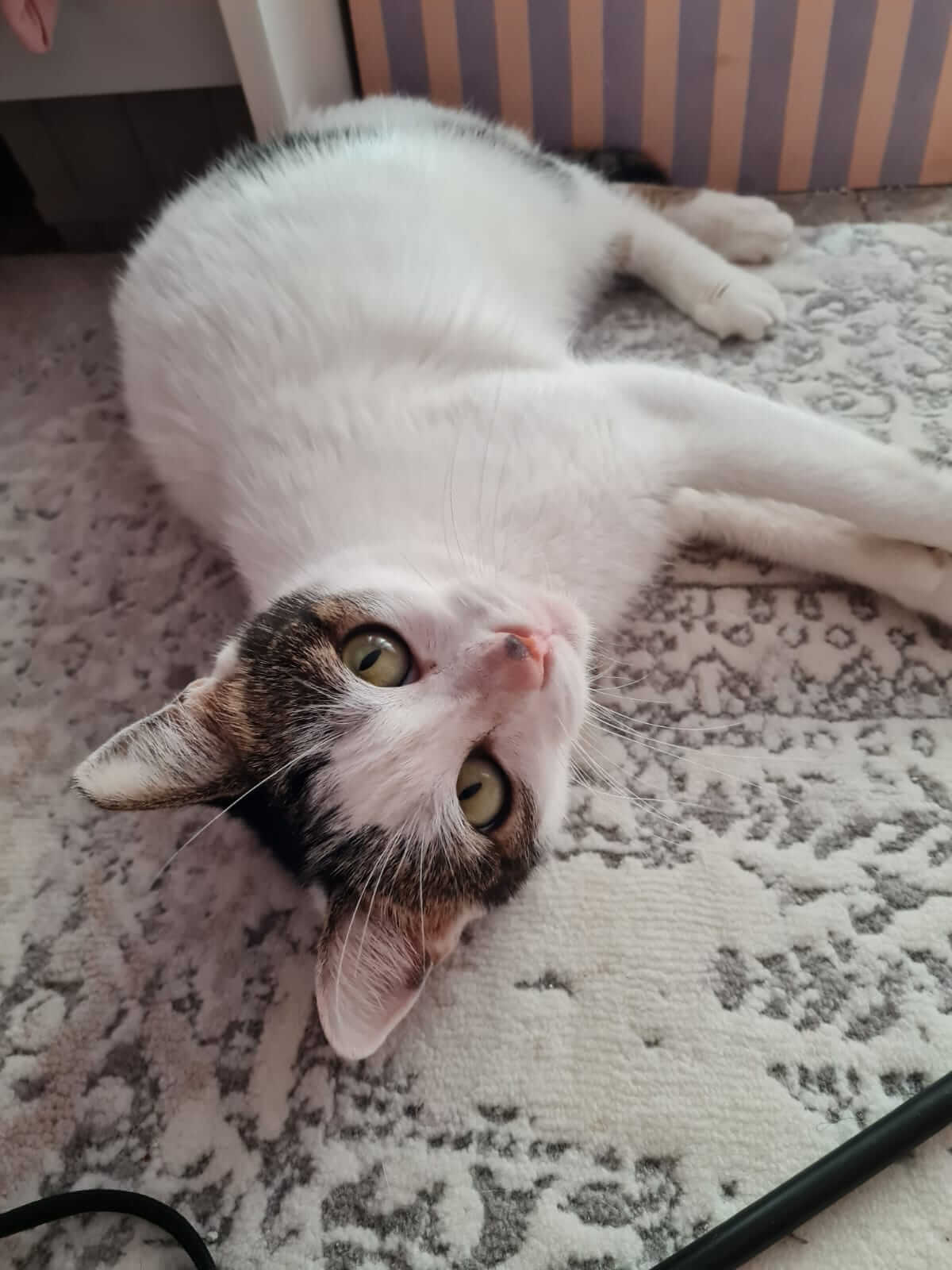 Liebe Katze adoptieren aus Athen