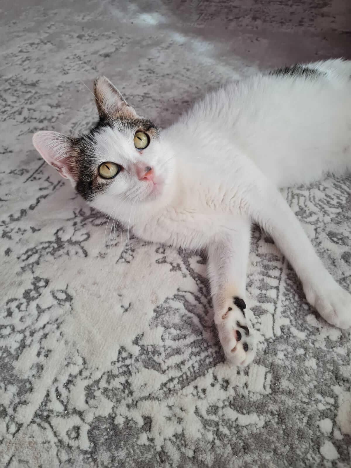 Liebe Katze adoptieren aus Athen
