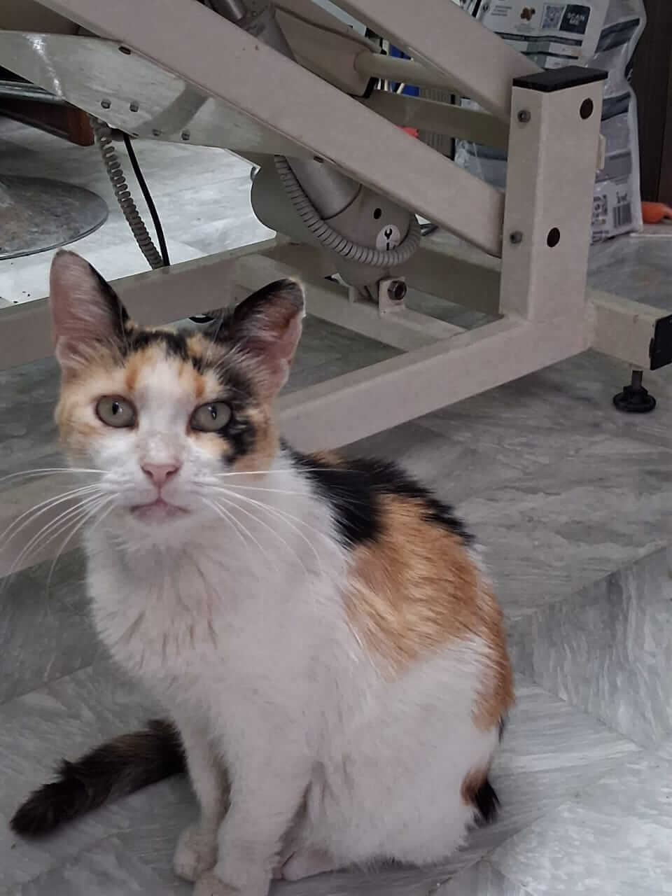 Katze adoptieren Brigitte Athener cats