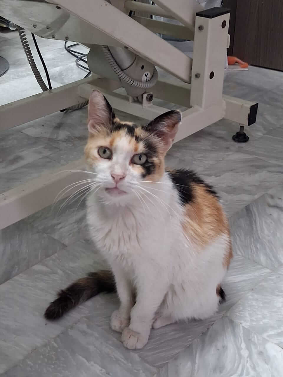 Katze adoptieren Brigitte Athener cats
