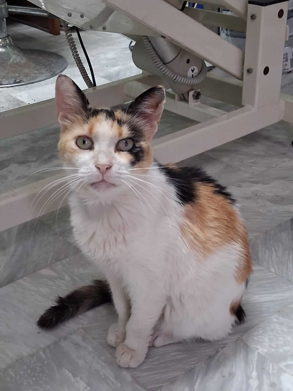 Katze adoptieren Brigitte Athener cats