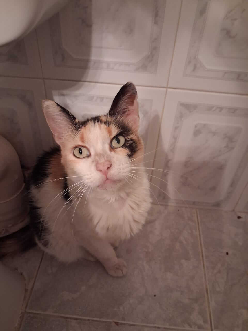 Katze adoptieren Brigitte Athener cats