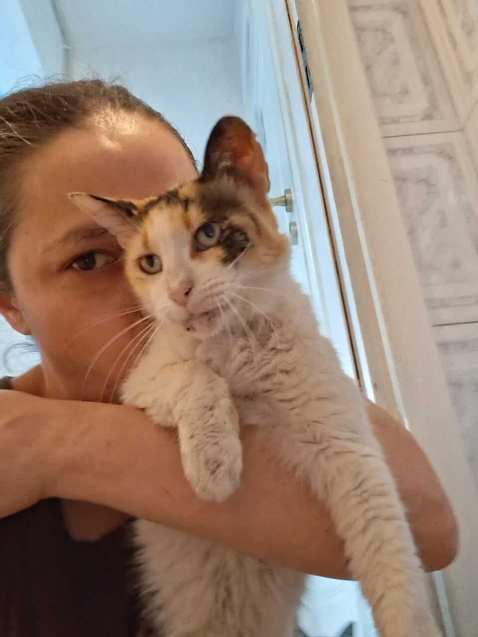 Katze adoptieren Brigitte Athener cats