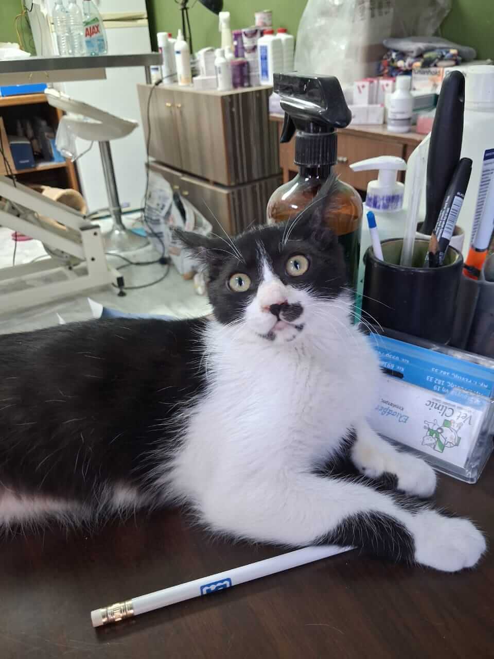 Katze-adoptieren-Athener-Cats-Chaplin