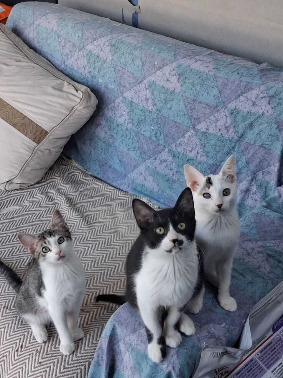 Katze-adoptieren-Athener-Cats-Chaplin