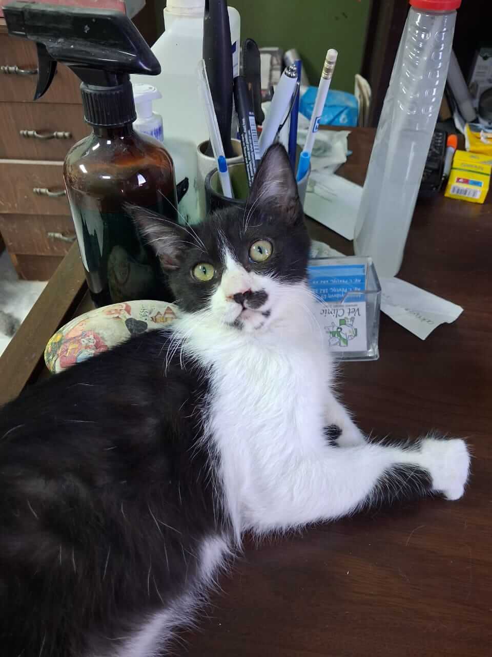 Katze-adoptieren-Athener-Cats-Chaplin