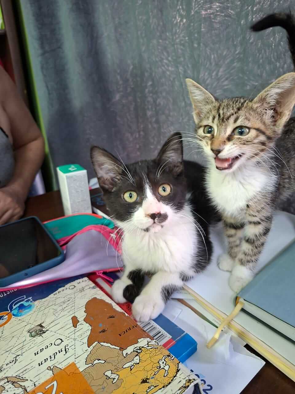 Katze-adoptieren-Athener-Cats-Chaplin