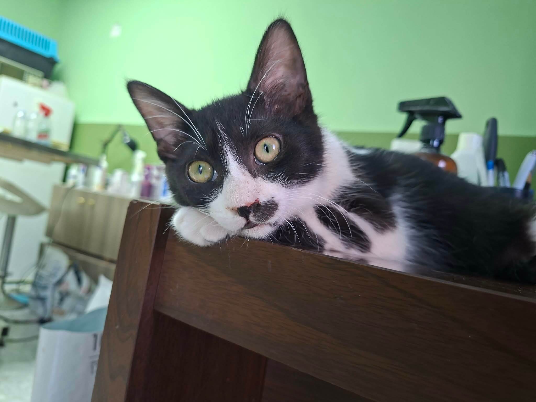 Katze-adoptieren-Athener-Cats-Chaplin
