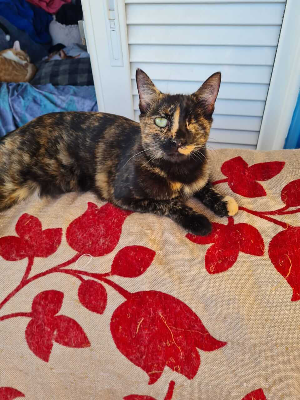 Daisy Handicap Katze aus Athen sucht Zuhause