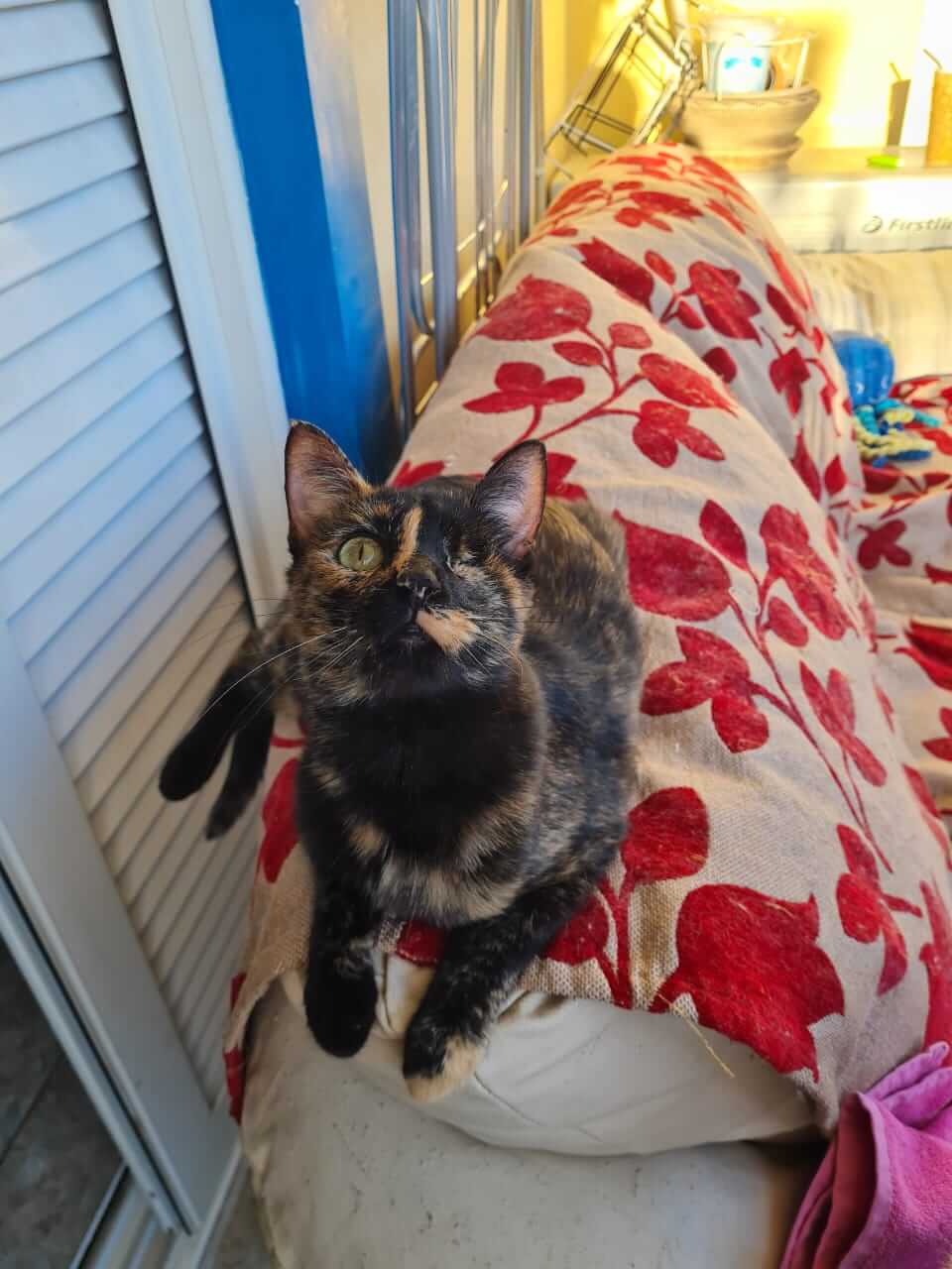 Daisy Daisy Handicap Katze aus Athen sucht Zuhause