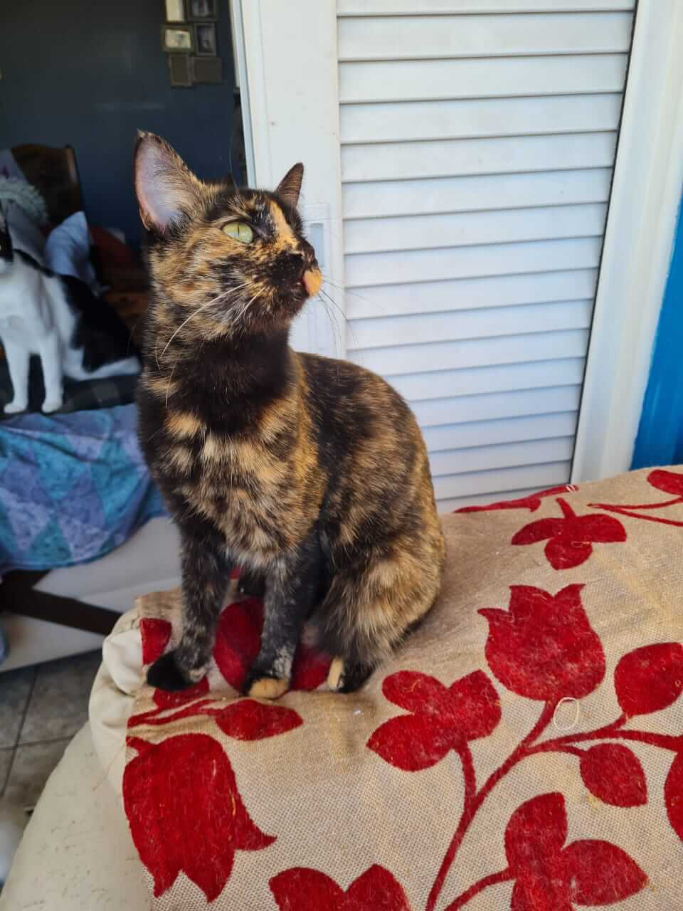 Daisy Daisy Handicap Katze aus Athen sucht Zuhause