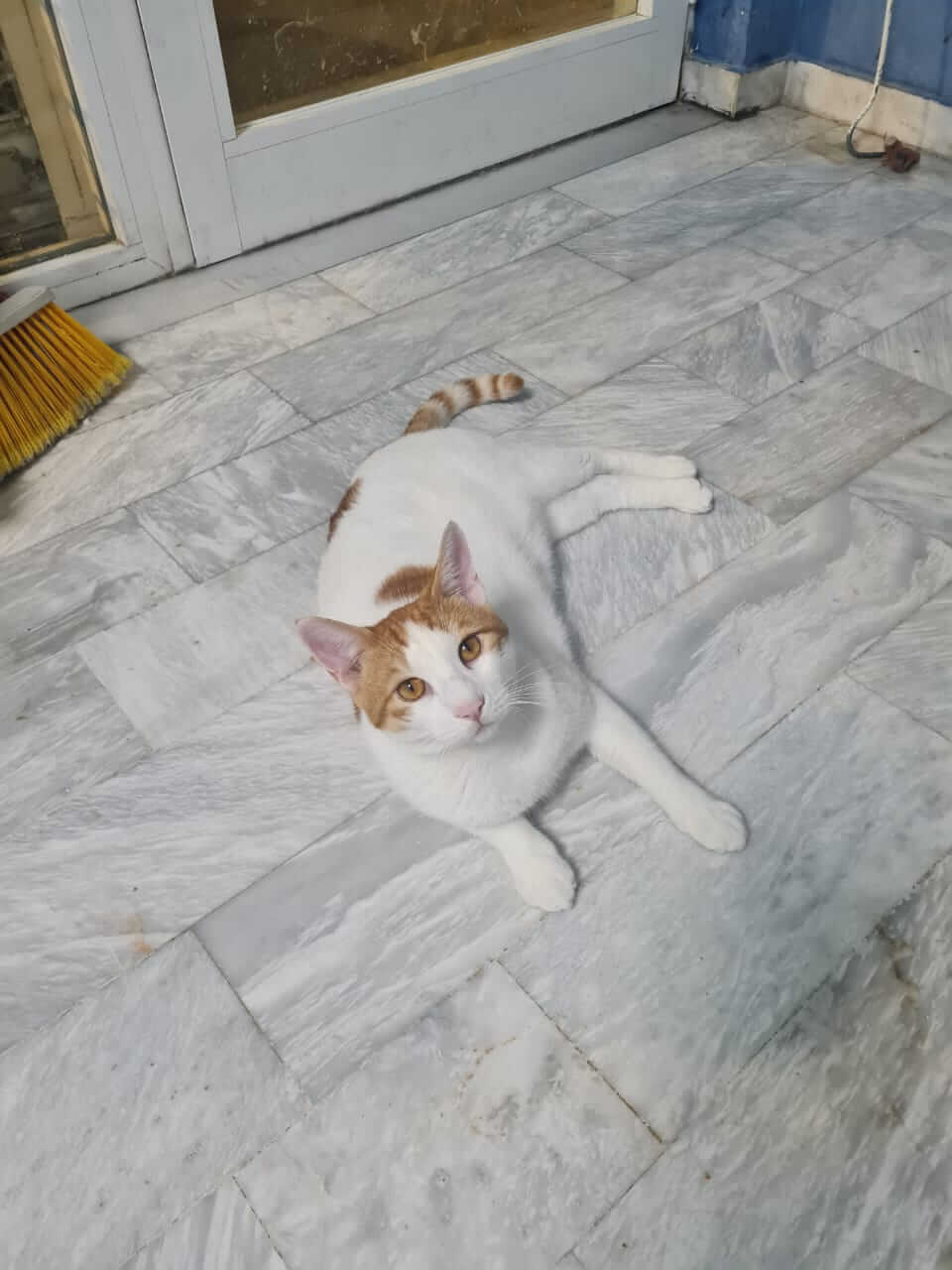 Kater adoptieren Straßenkatze Athen