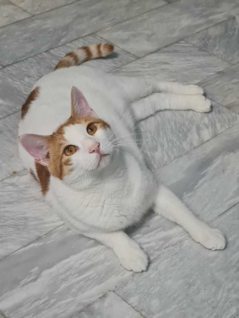 Kater adoptieren Straßenkatze Athen