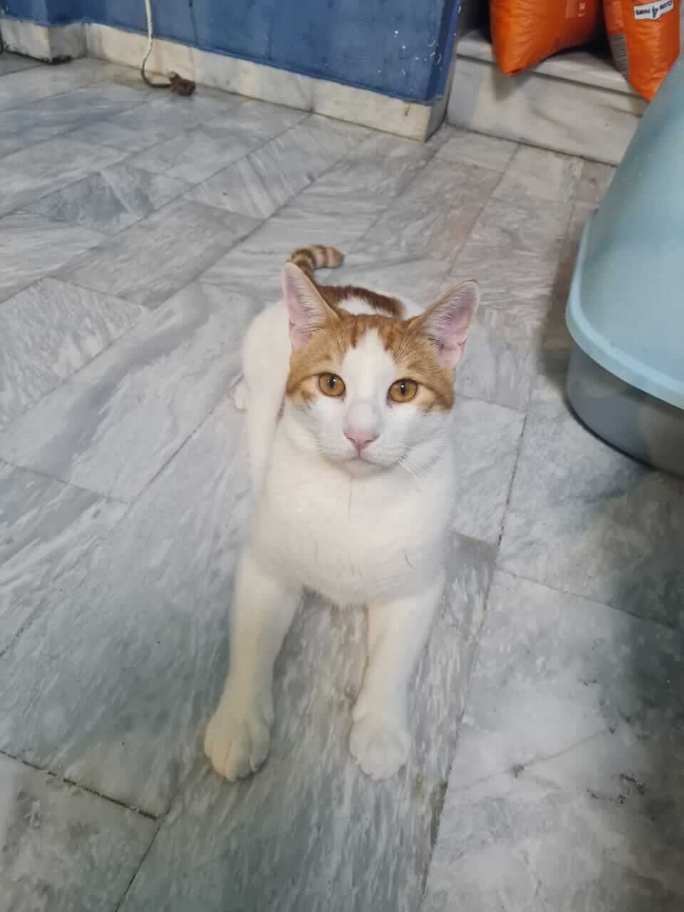 Kater adoptieren Straßenkatze Athen