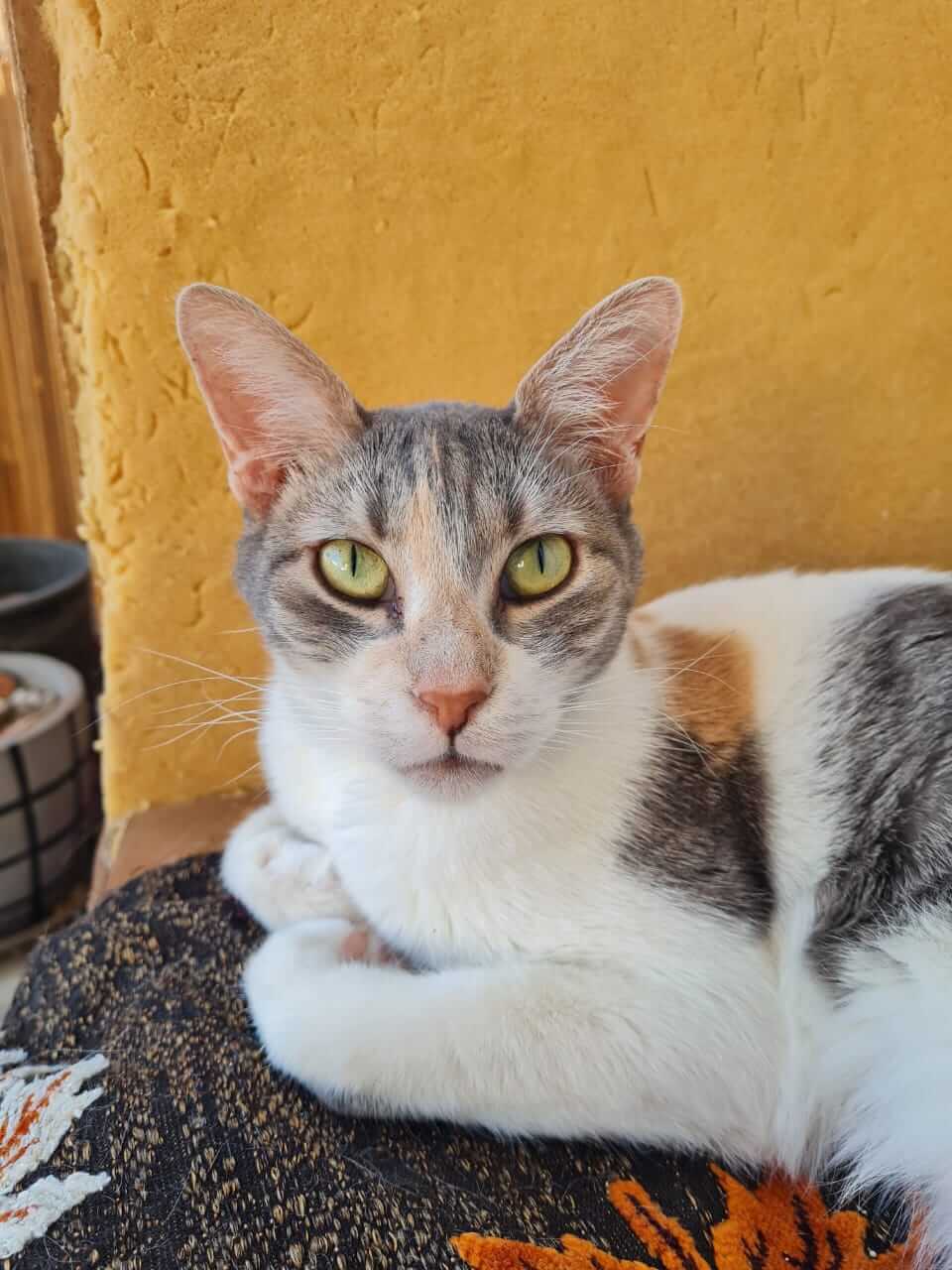 liebe Emma aus Athen sucht neues Zuhause