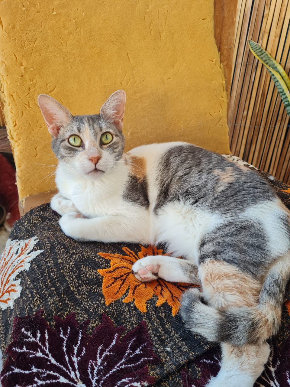 Emma liebe Emma aus Athen sucht neues Zuhause