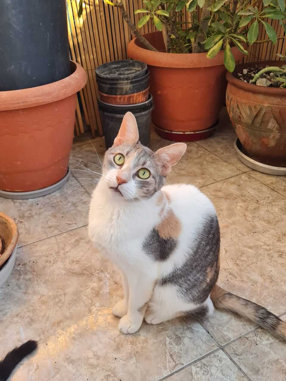 Emma liebe Emma aus Athen sucht neues Zuhause