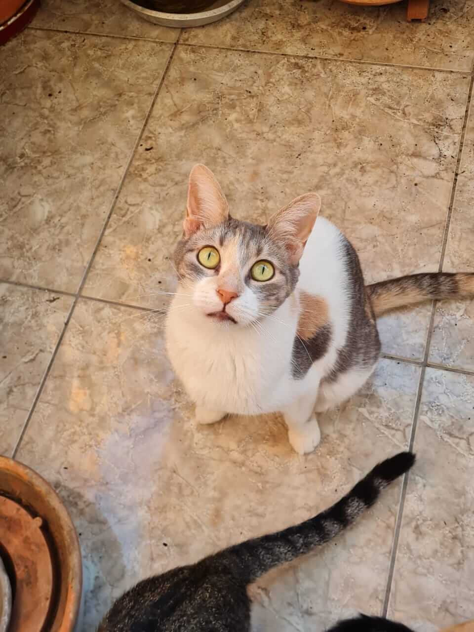 Emma liebe Emma aus Athen sucht neues Zuhause