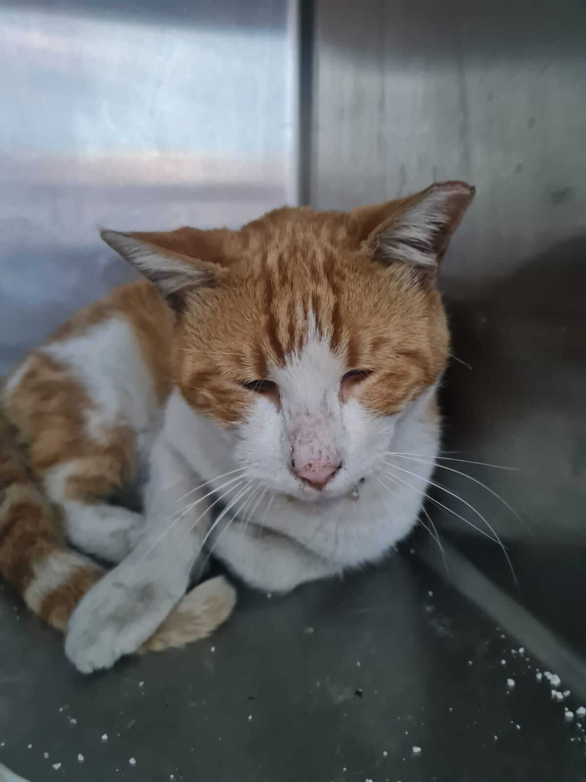 Straßenkater sucht dringend Zuhause