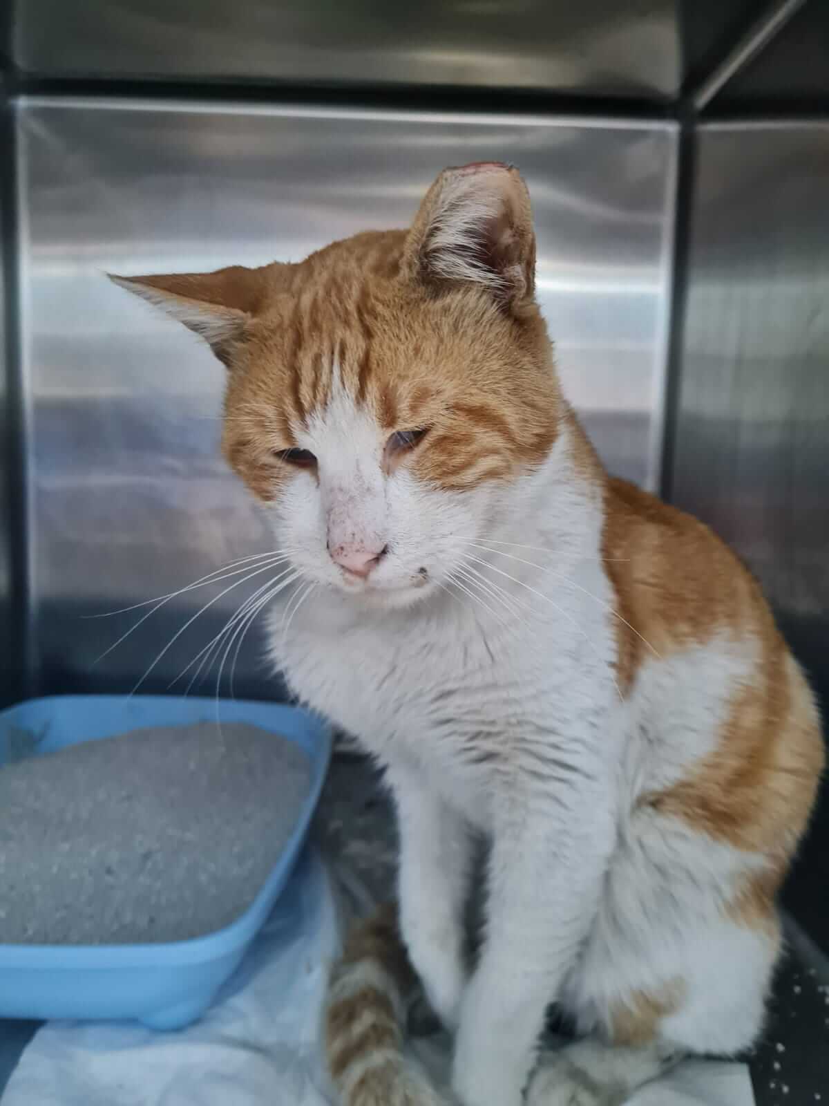 Straßenkater sucht dringend Zuhause