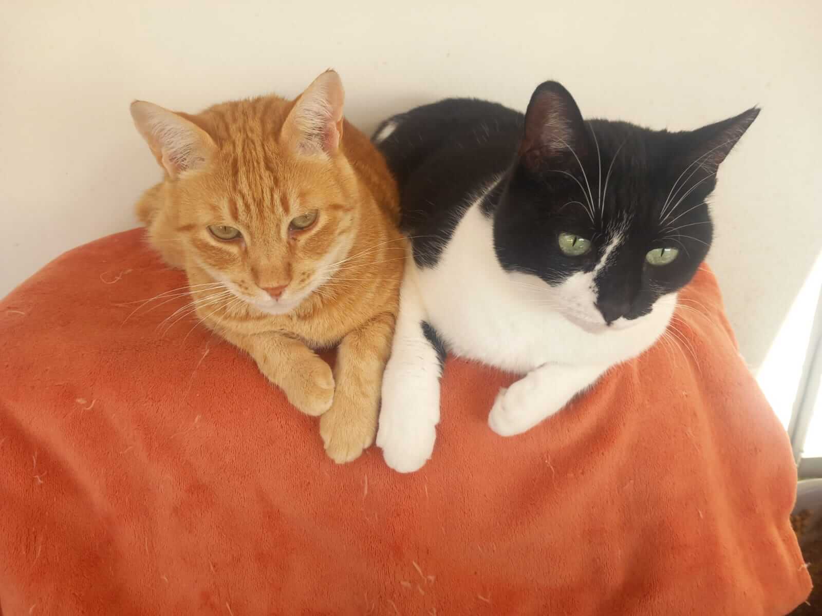 liebevolles Katzenpaar aus Griechenland sucht Zuhause
