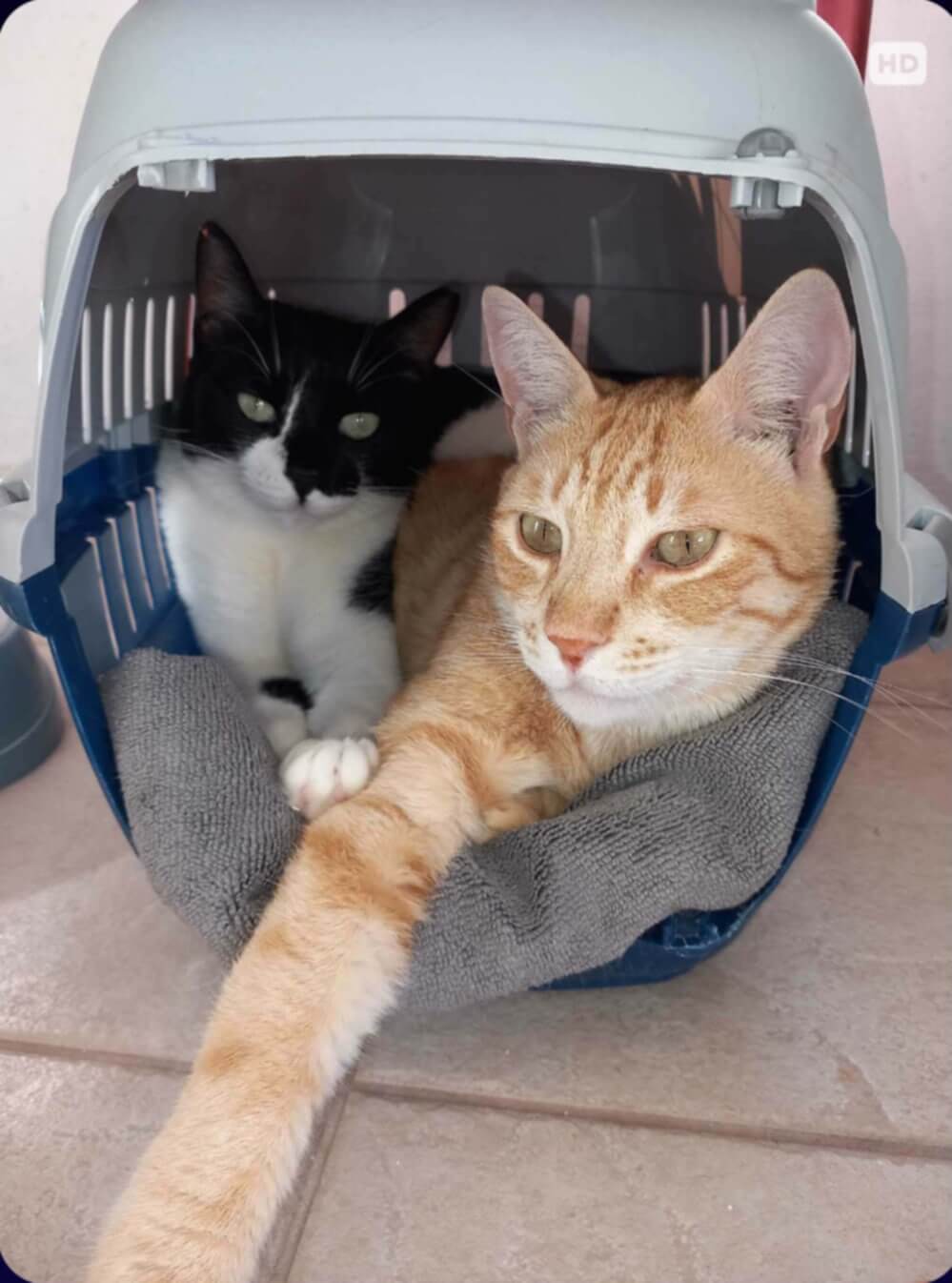 liebevolles Katzenpaar aus Griechenland sucht Zuhause