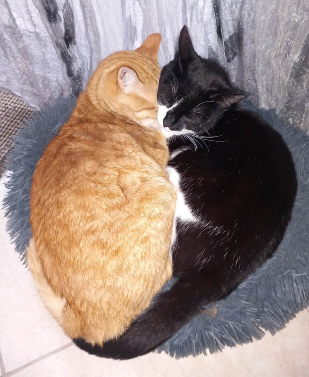 liebevolles Katzenpaar aus Griechenland sucht Zuhause