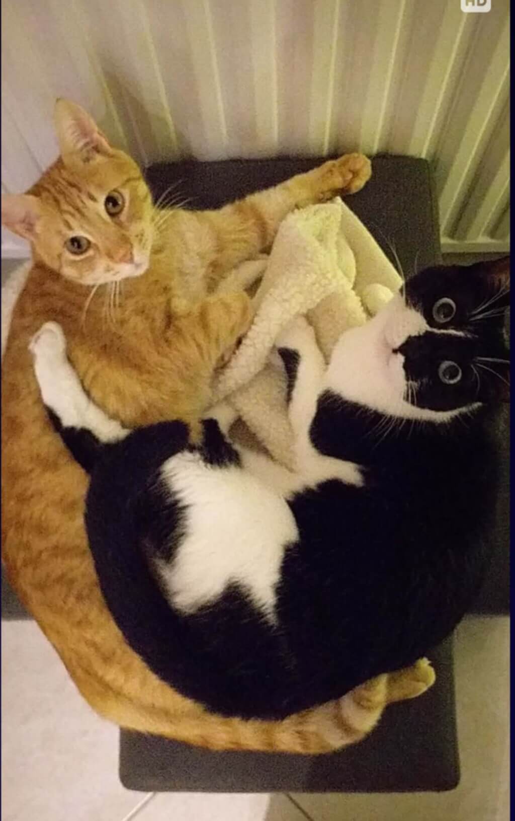 liebevolles Katzenpaar aus Griechenland sucht Zuhause