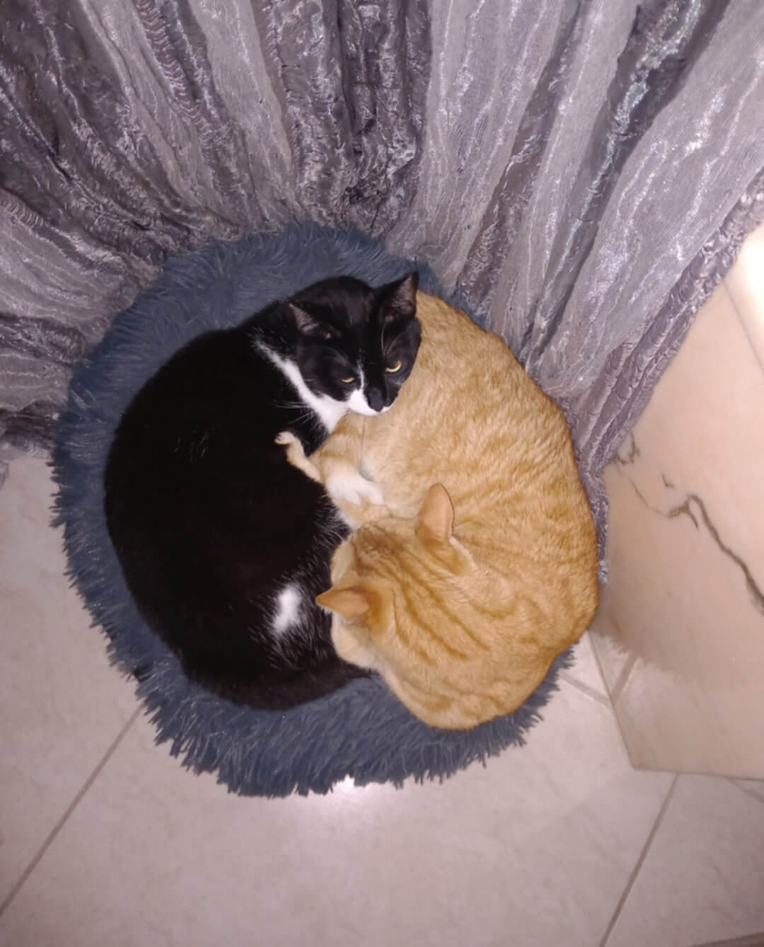 liebevolles Katzenpaar aus Griechenland sucht Zuhause