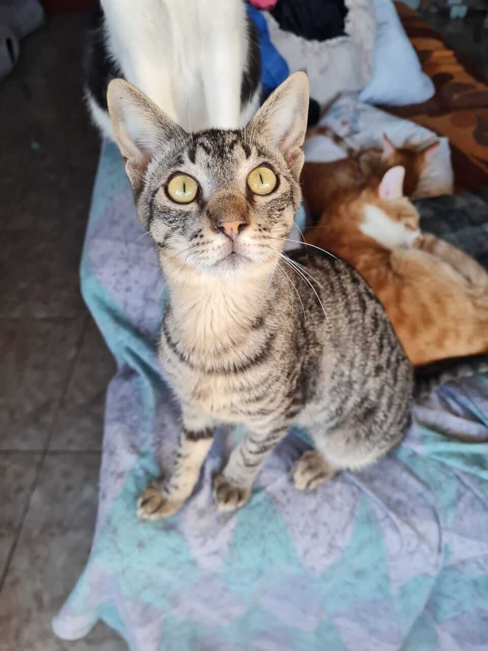 Gremlin und Gizmo zwei Kater aus Athen suchen neues Zuhause