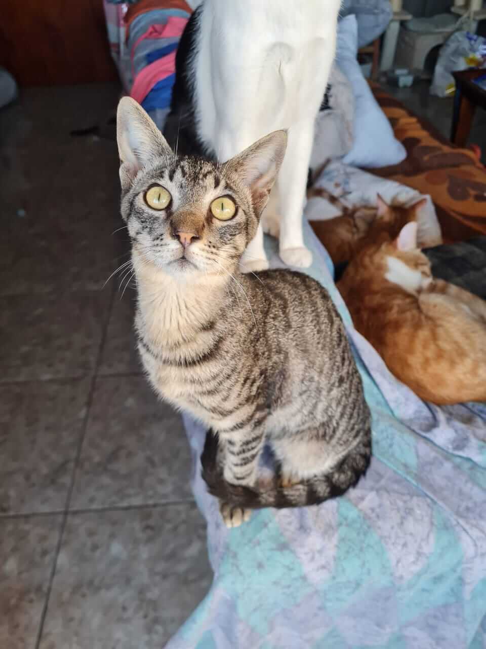 Athener Cats Katze adoptieren aus Griechenland