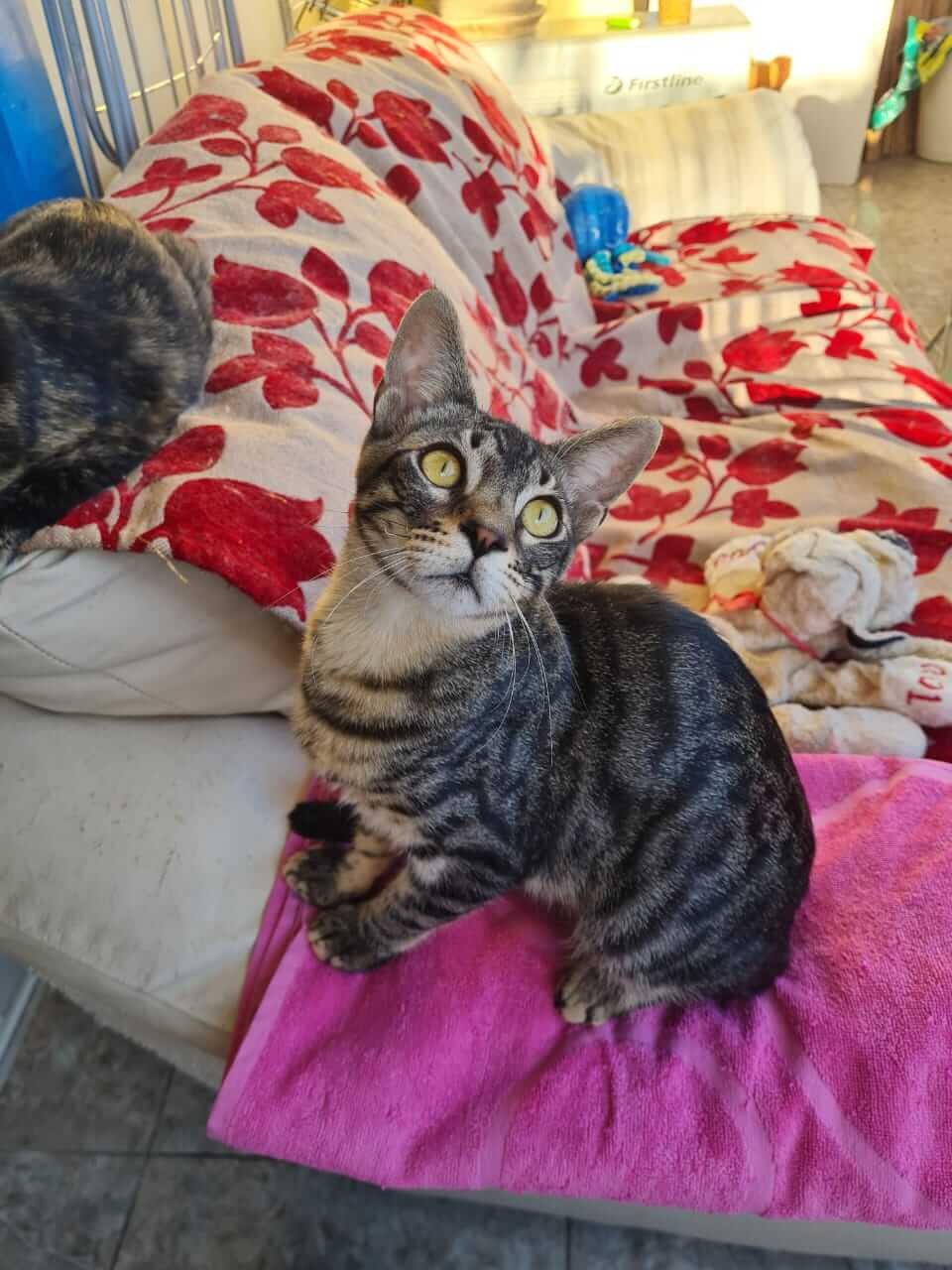 Gremlin und Gizmo zwei Kater aus Athen suchen neues Zuhause