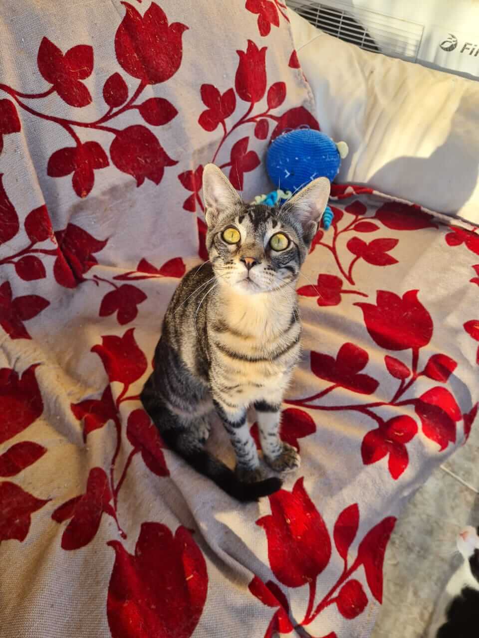 Gremlin und Gizmo zwei Kater aus Athen suchen neues Zuhause