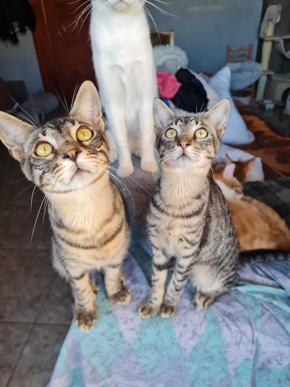 Athener Cats Katze adoptieren aus Griechenland