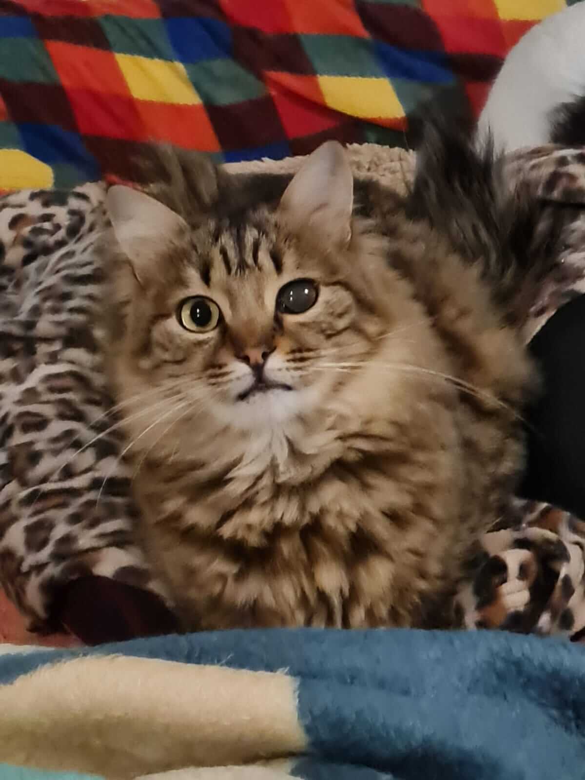 Katze aus Griechenland adoptieren