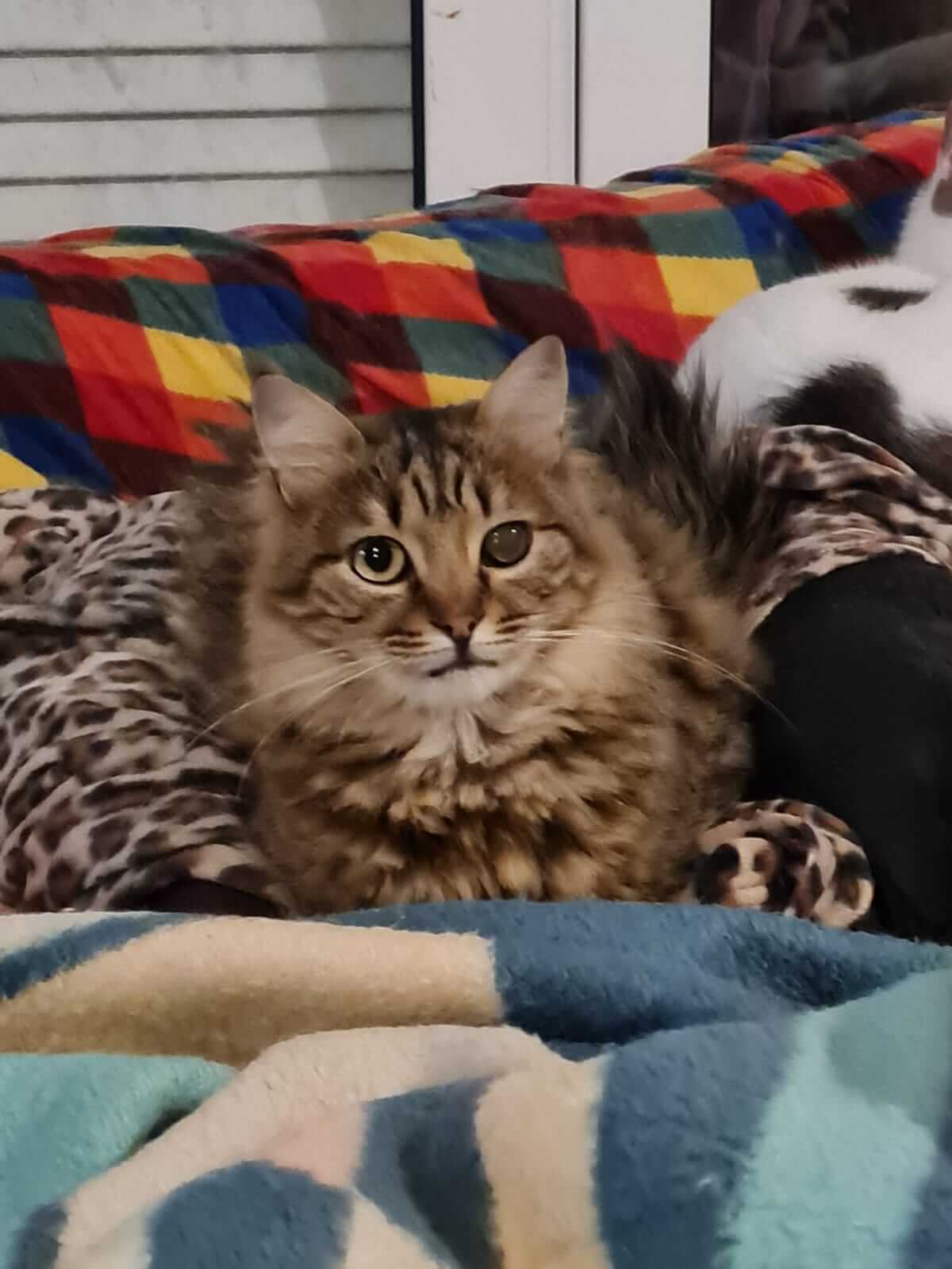 Katze aus Griechenland adoptieren