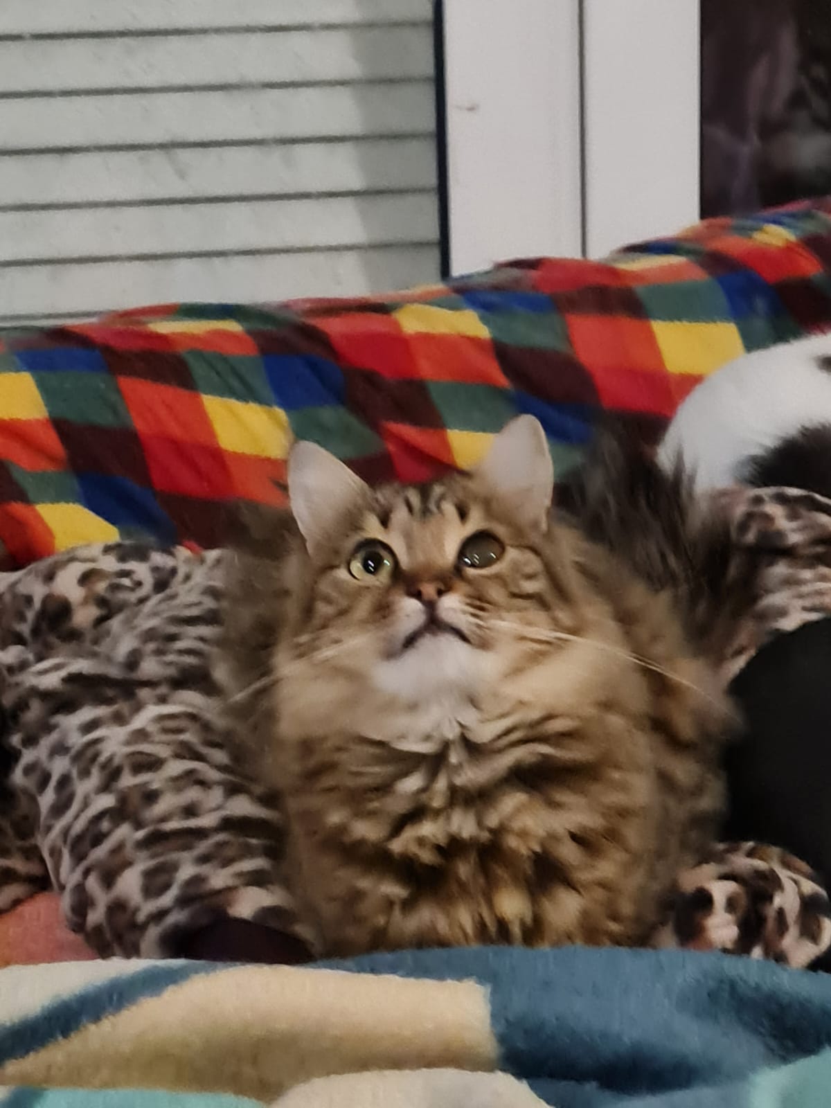 Katze aus Griechenland adoptieren