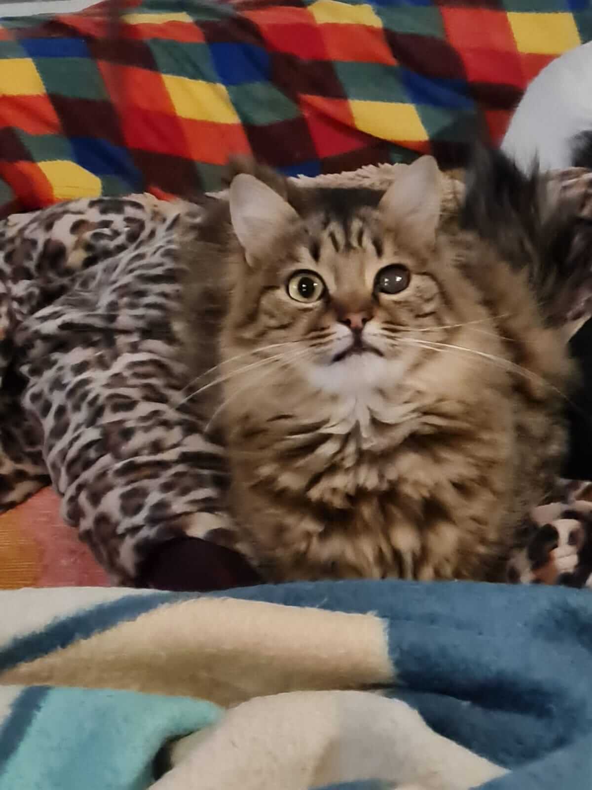 Katze aus Griechenland adoptieren