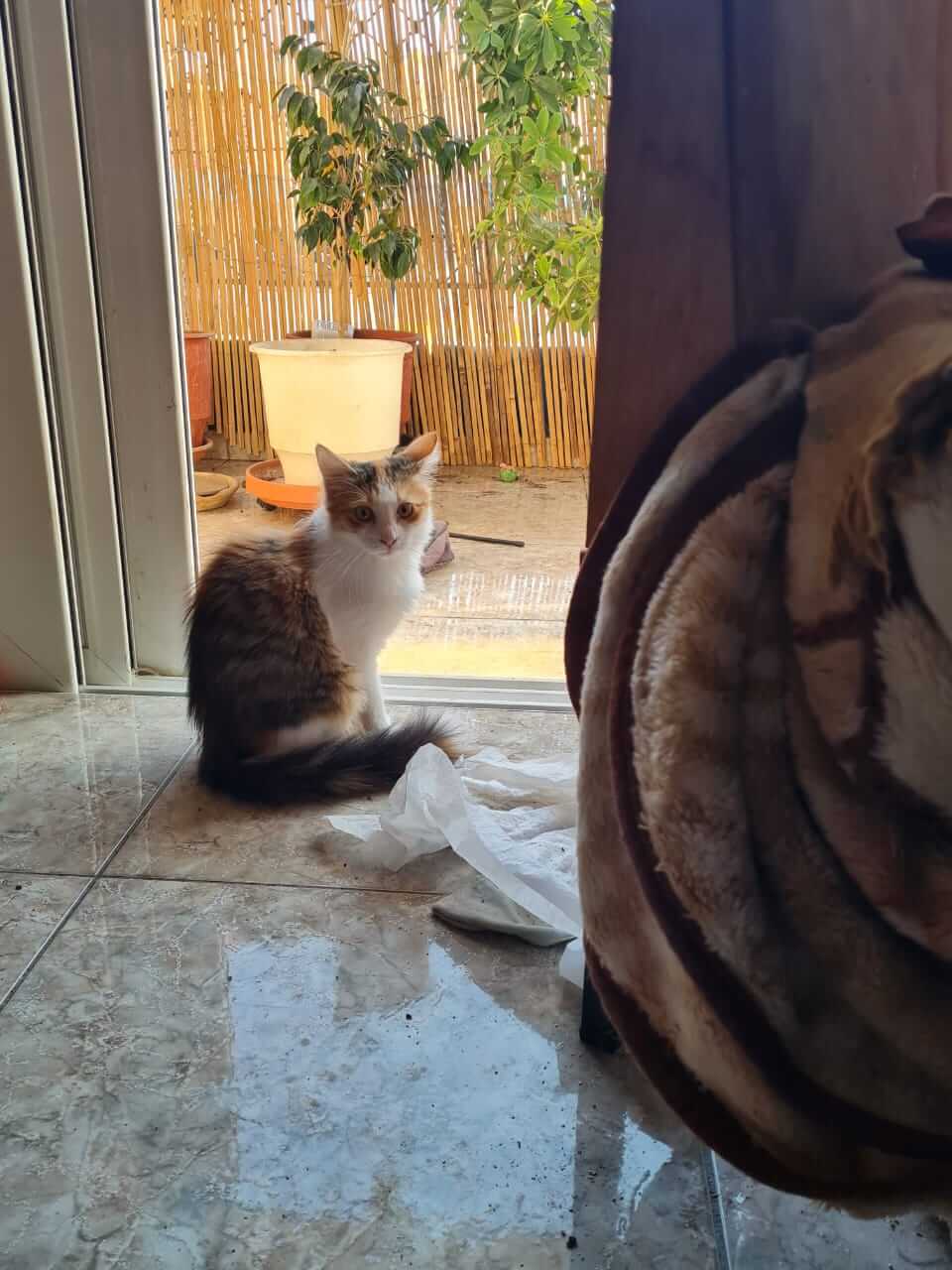 Katze aus Athen sucht Zuhause