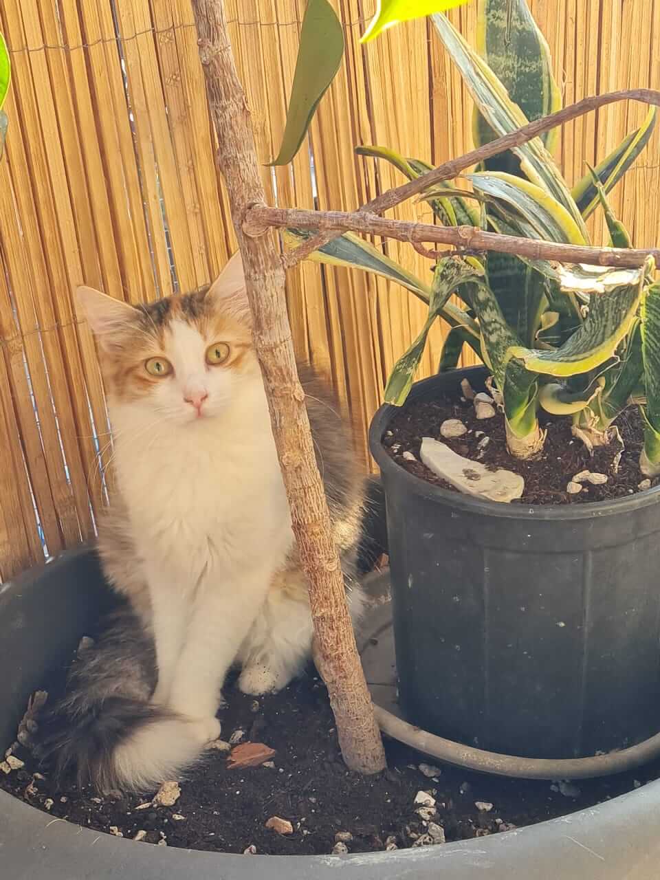 Katze aus Athen sucht Zuhause