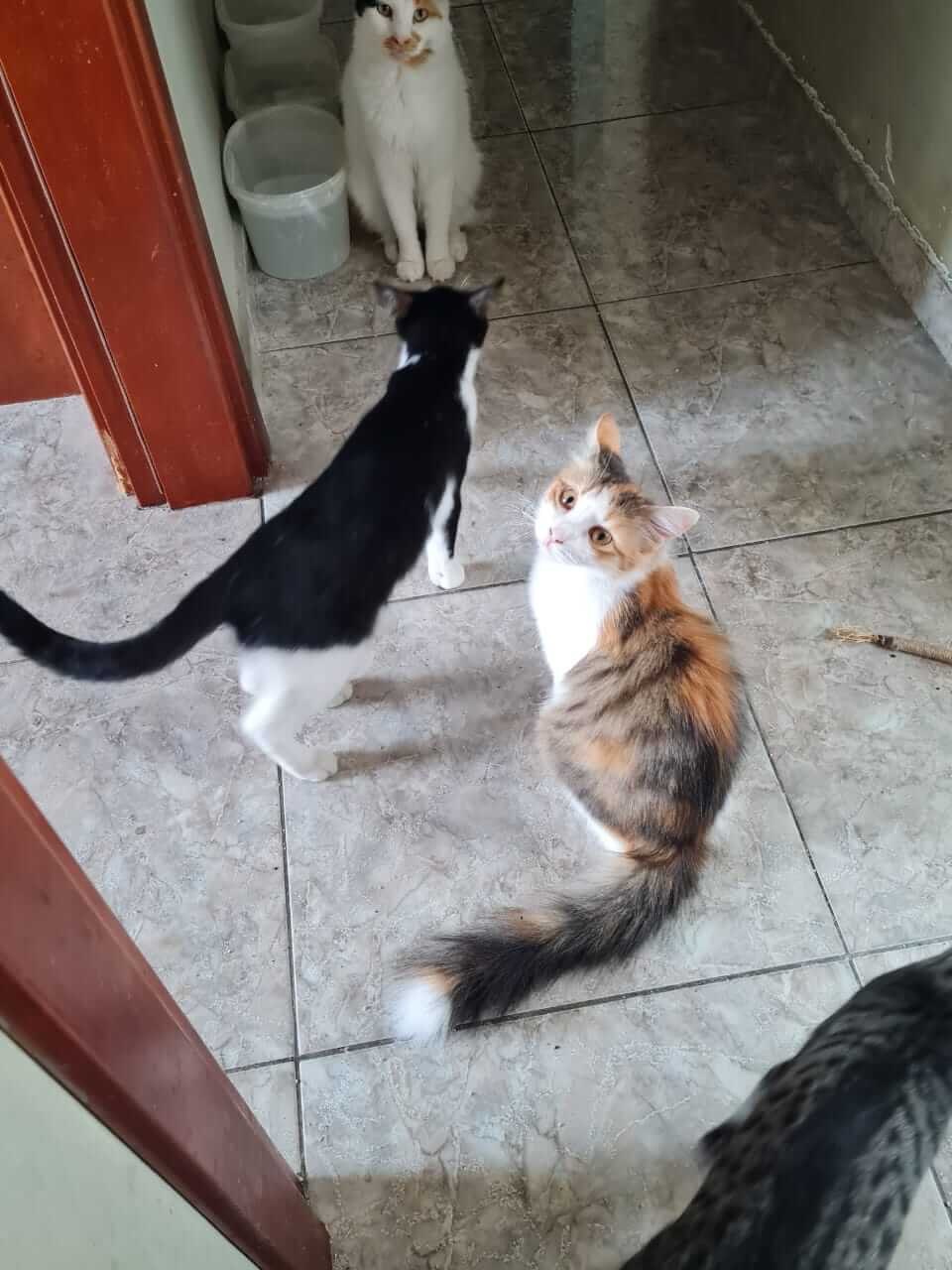 Katze aus Athen sucht Zuhause