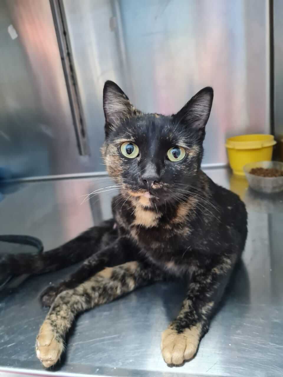 Sanfte Seele Katzendame Jasmin aus Athen adoptieren