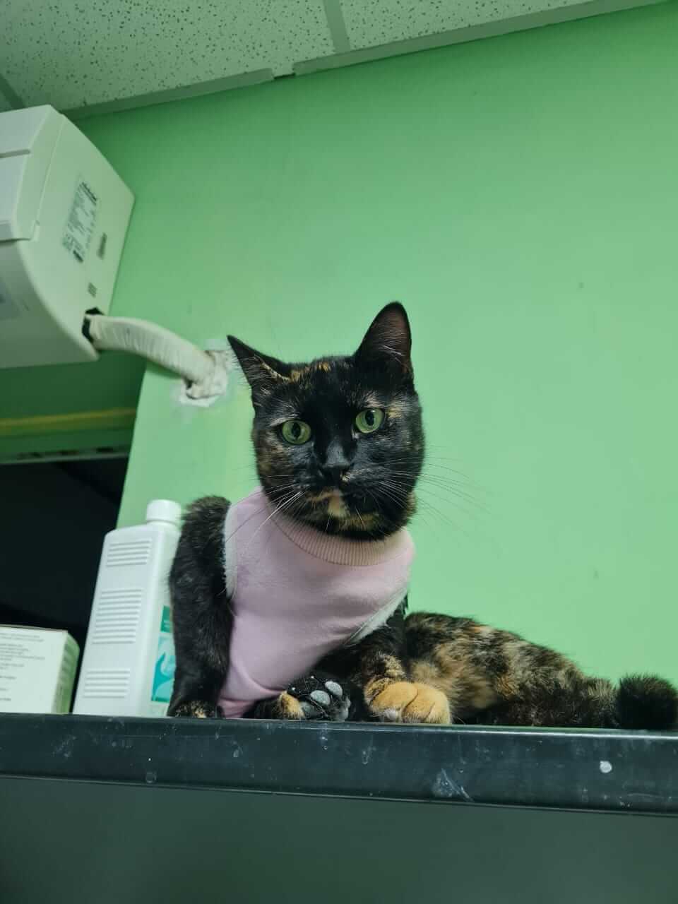 Sanfte Seele Katzendame Jasmin aus Athen adoptieren